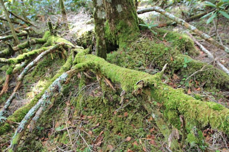 46.富士見平-鷹見岩_苔