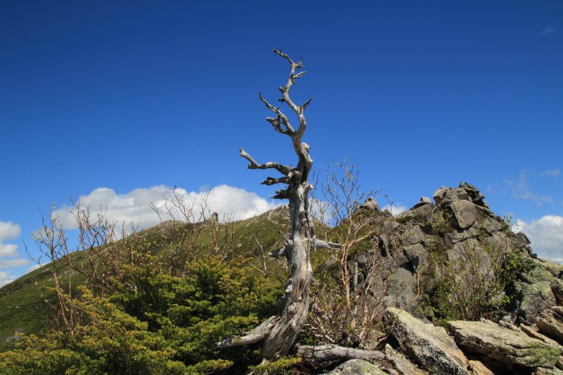 92.砂払いノ頭近くの木