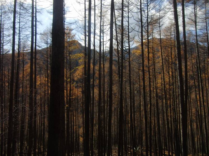 7.甲武信ヶ岳_木々の隙間