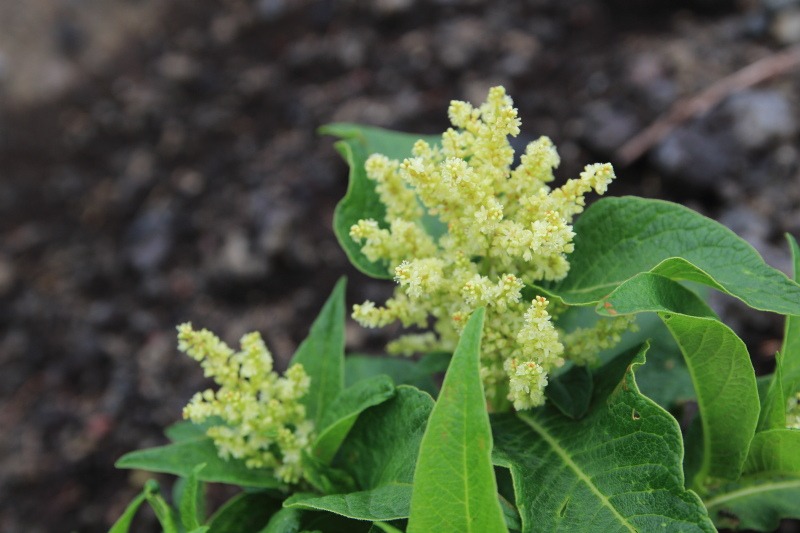 1.オンタデの花