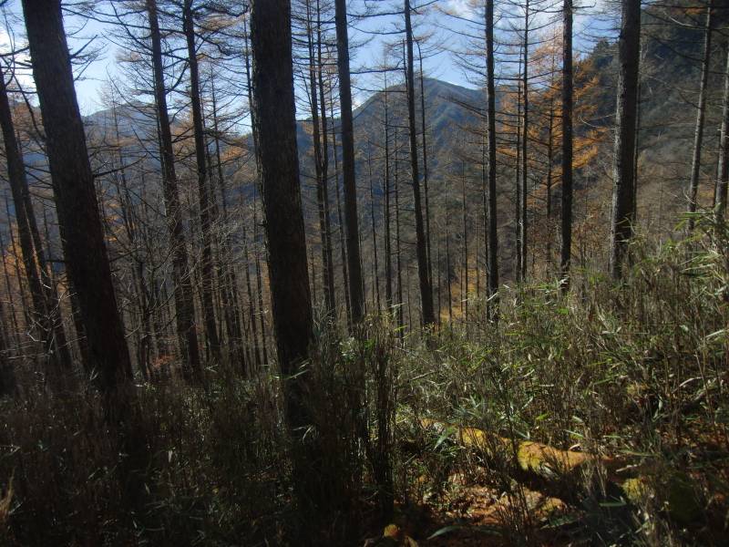 12.甲武信ヶ岳_徳ちゃん新道からの奥秩父の尾根