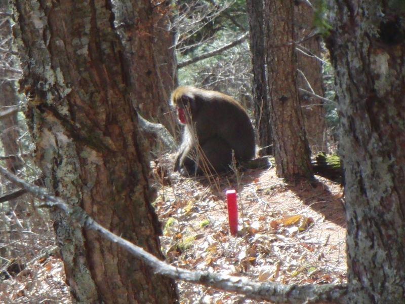 8.甲武信ヶ岳_猿
