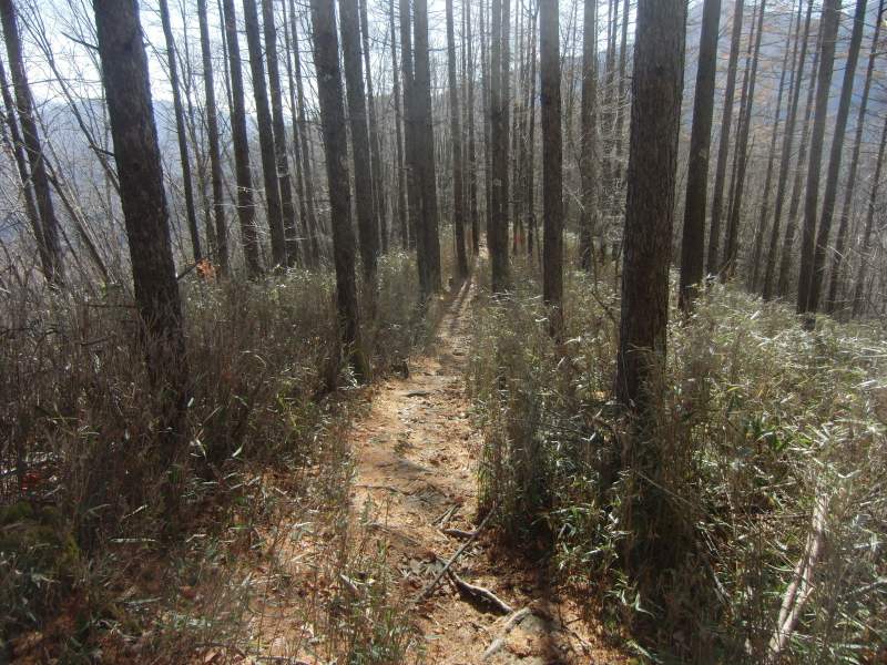 11.甲武信ヶ岳_徳ちゃん新道登山道