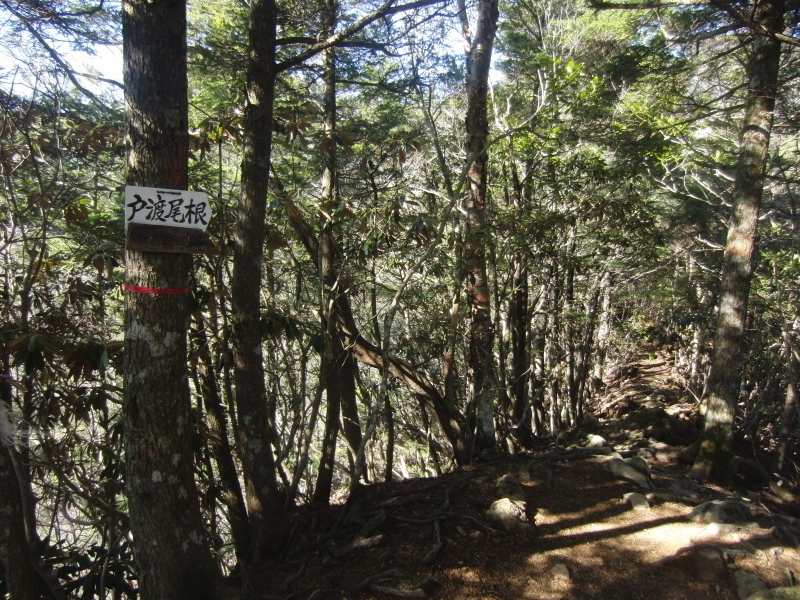 15.甲武信ヶ岳_戸渡尾根