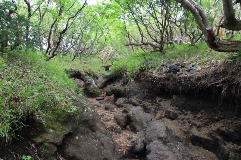 1.樹林帯(低木)の登山道