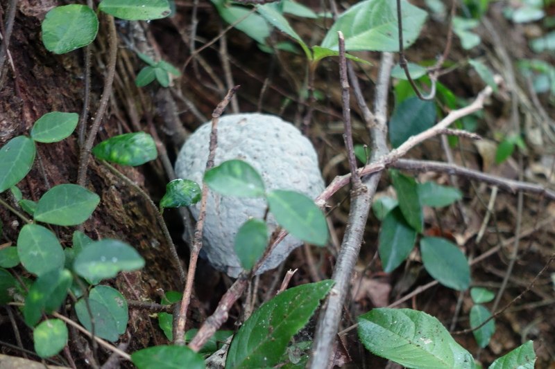 香貫山でみつけた薄緑のキノコ