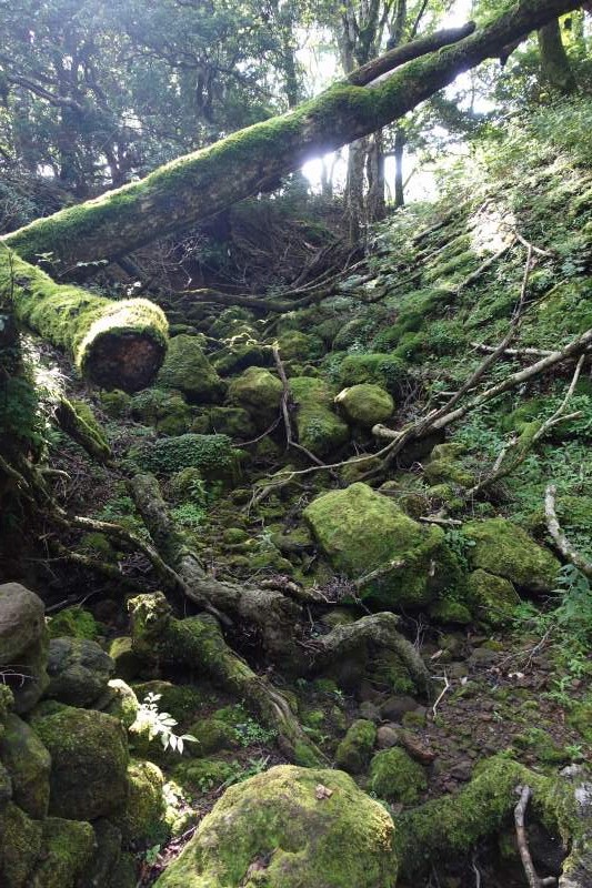 苔生す登山道