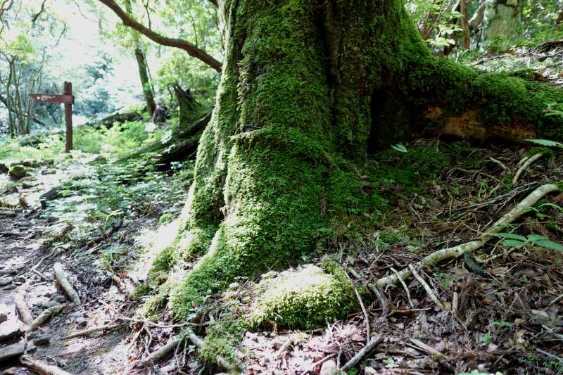 木の根っこに生い茂る苔2
