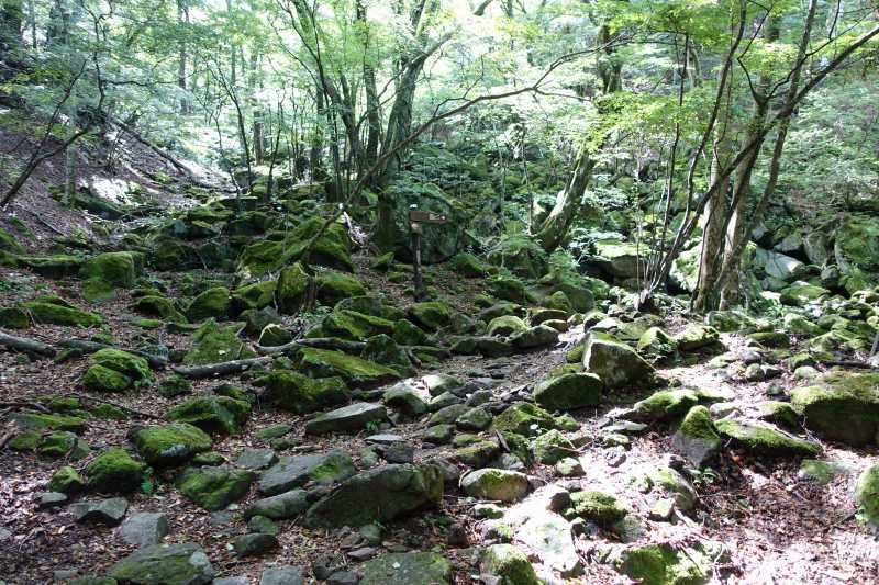 美しい苔の森