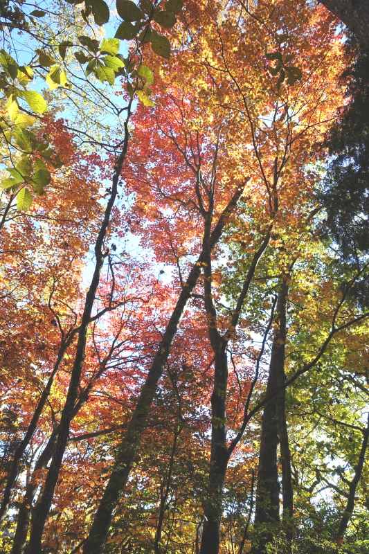 0744_紅葉1