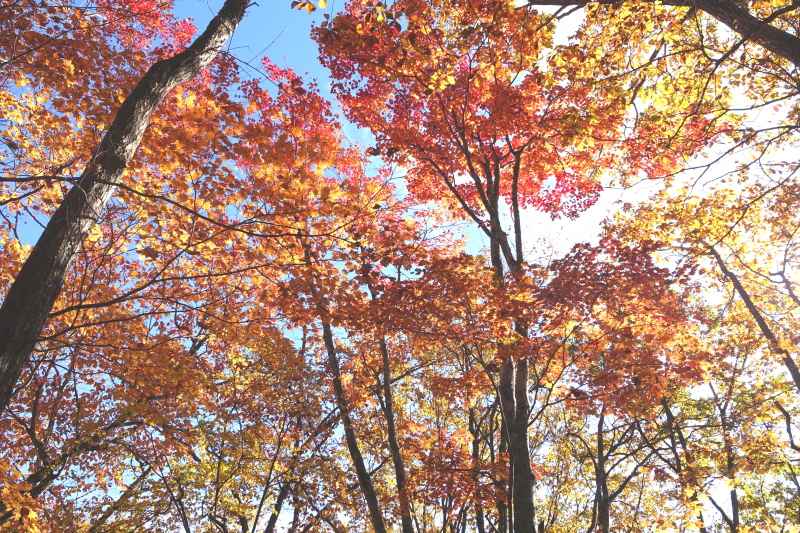 0802_紅葉7