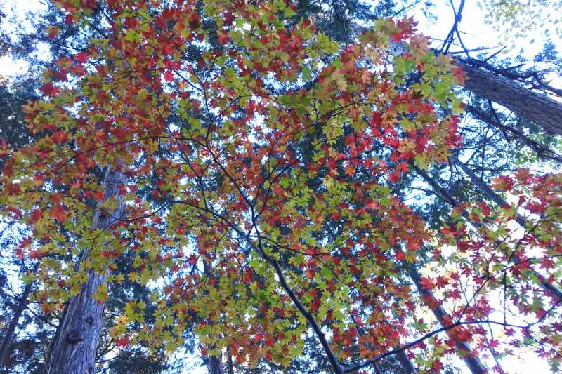 0713_紅葉