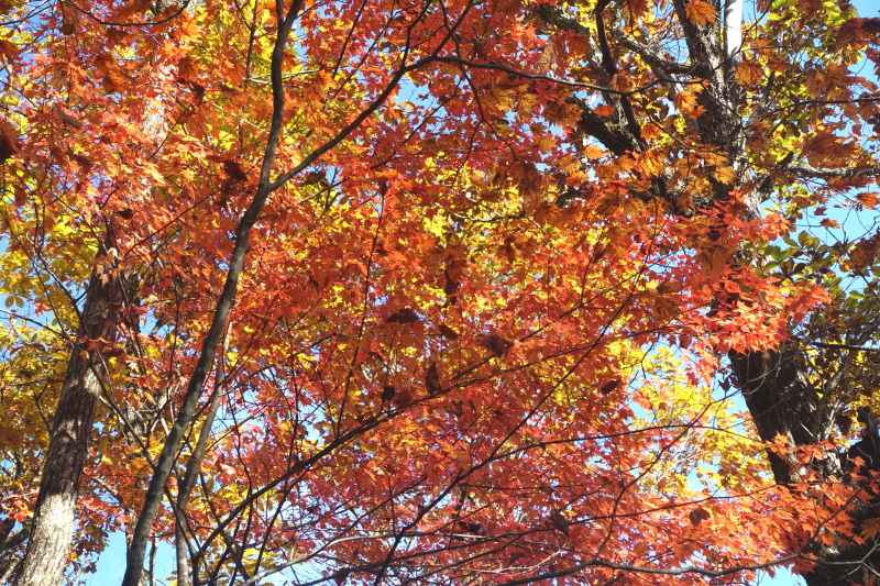 0745_紅葉3