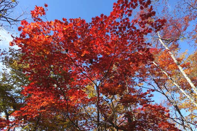 0755_紅葉4