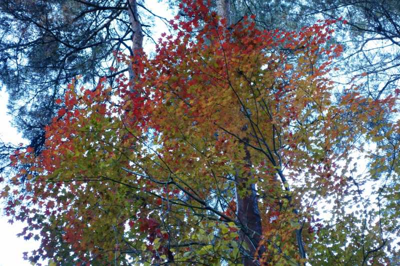 寂悄苑近くの紅葉
