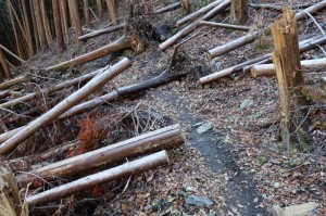 登山道を塞ぐ倒木