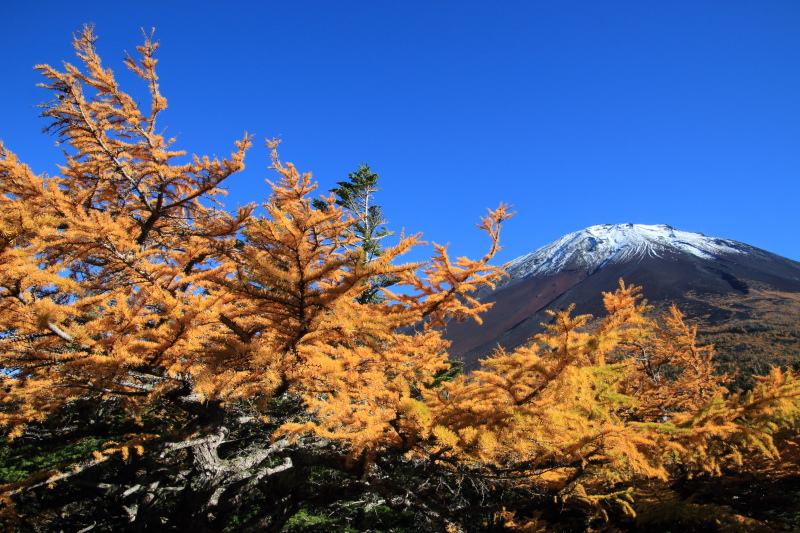 奥庭紅葉3