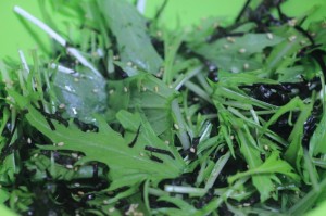 水菜と海苔のサクサク天ぷら_工程2