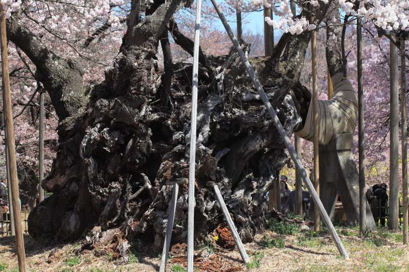 山高神代桜_主幹
