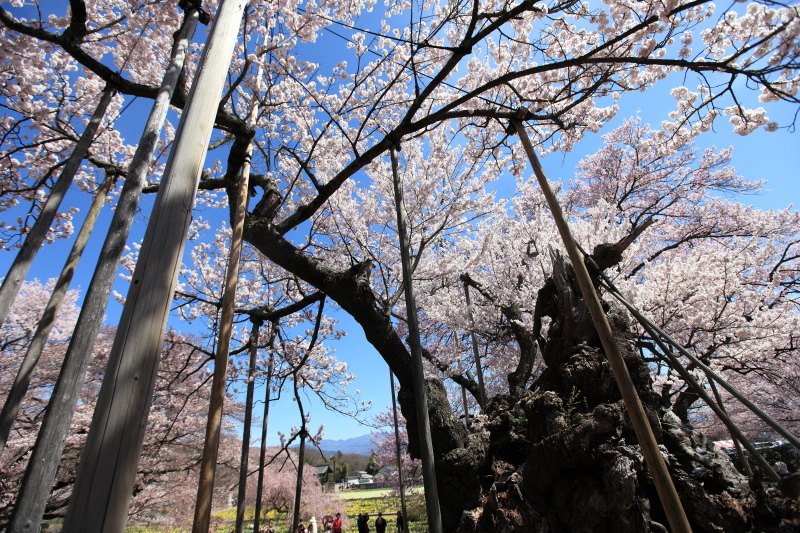 山高神代桜_支柱に支えられる枝1