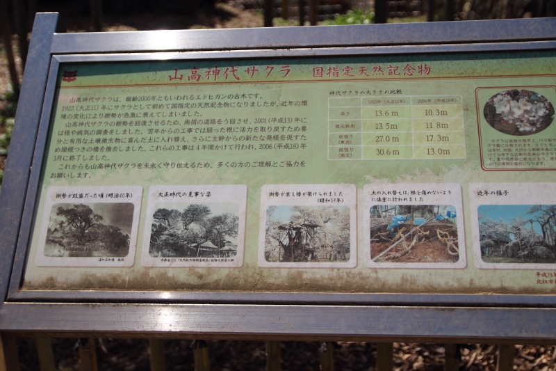 山高神代桜の説明