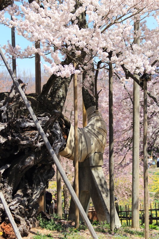 山高神代桜_支柱と桜
