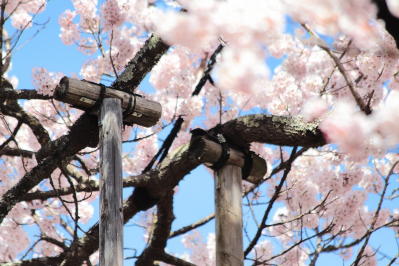 山高神代桜_支柱1