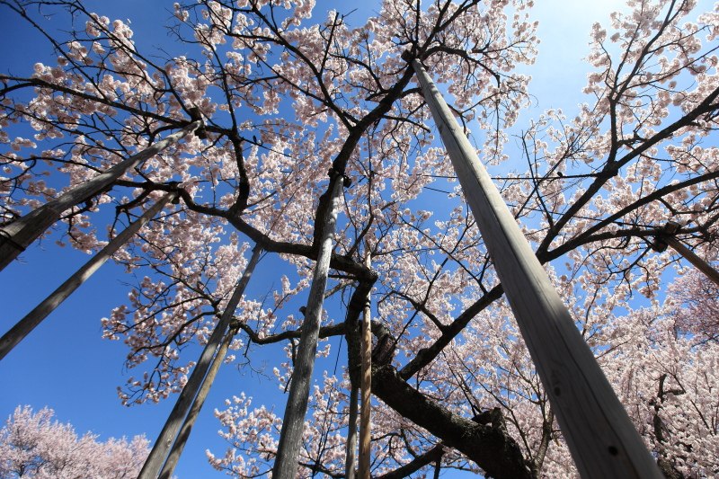 山高神代桜_支柱に支えられる枝2