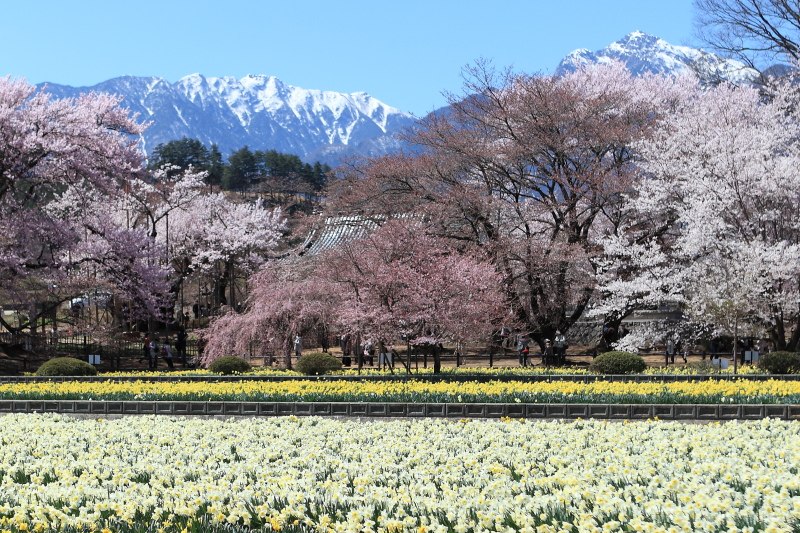 南アルプスと実相寺の桜