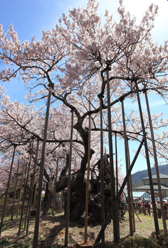 山高神代桜_支柱に支えられる枝3