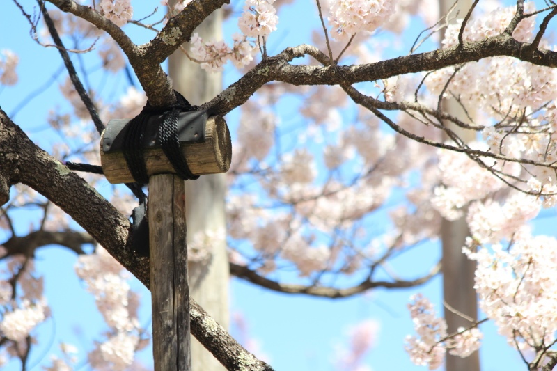 山高神代桜_支柱4