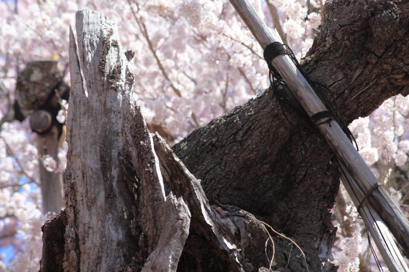 山高神代桜_折れた幹