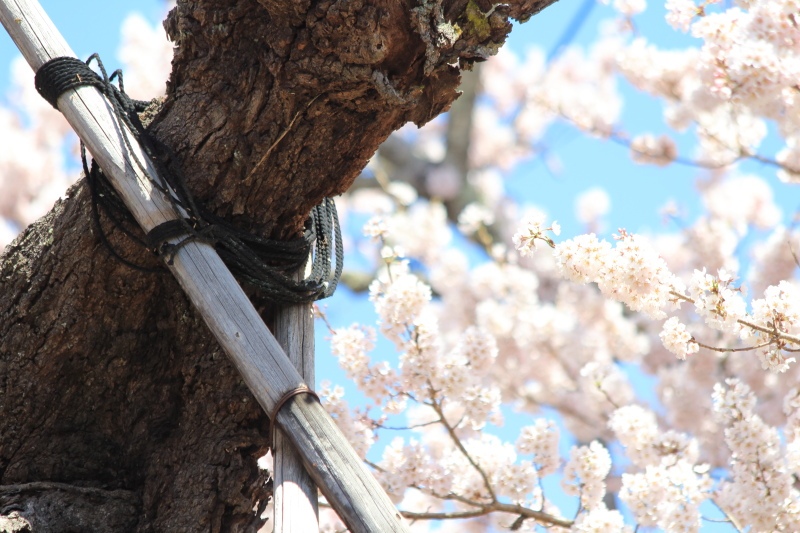 山高神代桜_支柱2