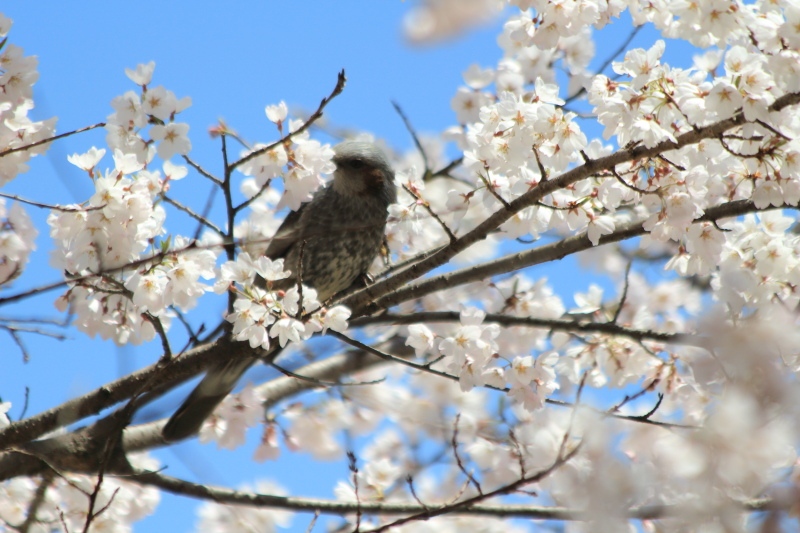 ヒヨドリと桜2