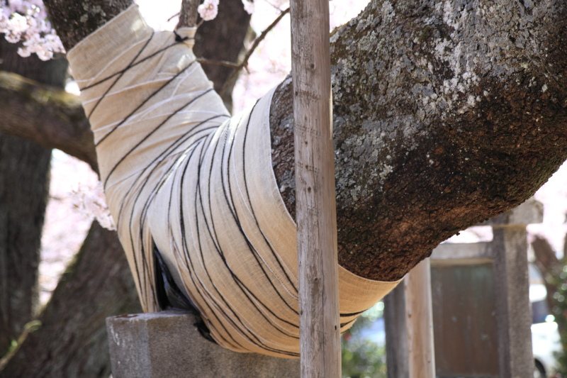 山高神代桜_包帯を巻かれた枝