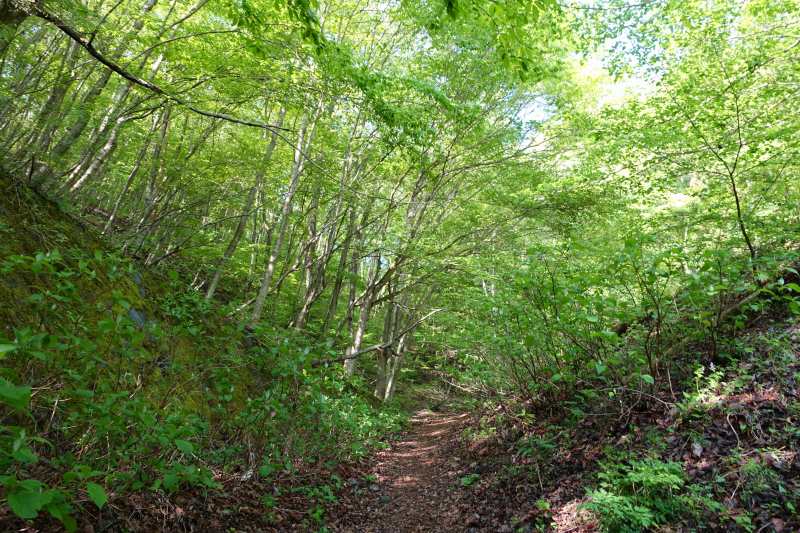 毛無山登山口付近の新緑
