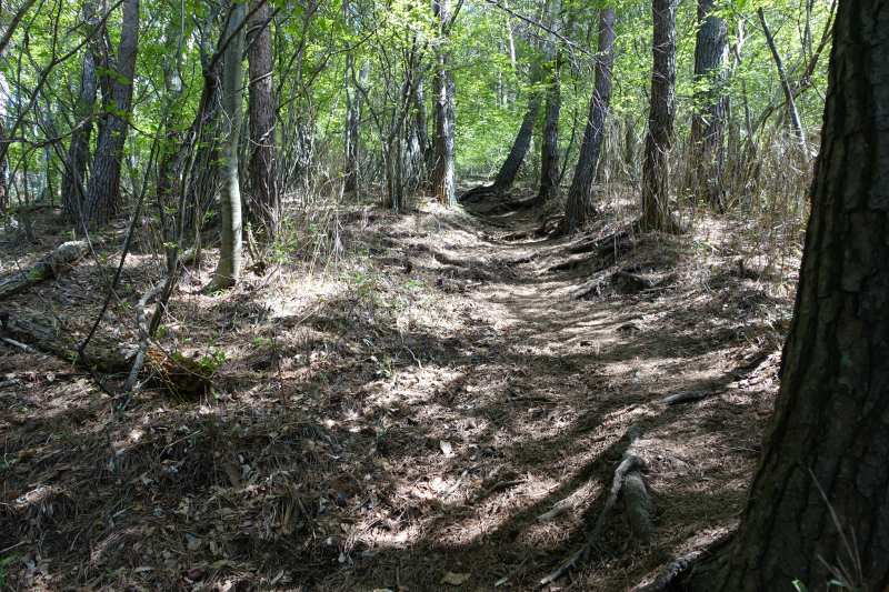 毛無山登山道