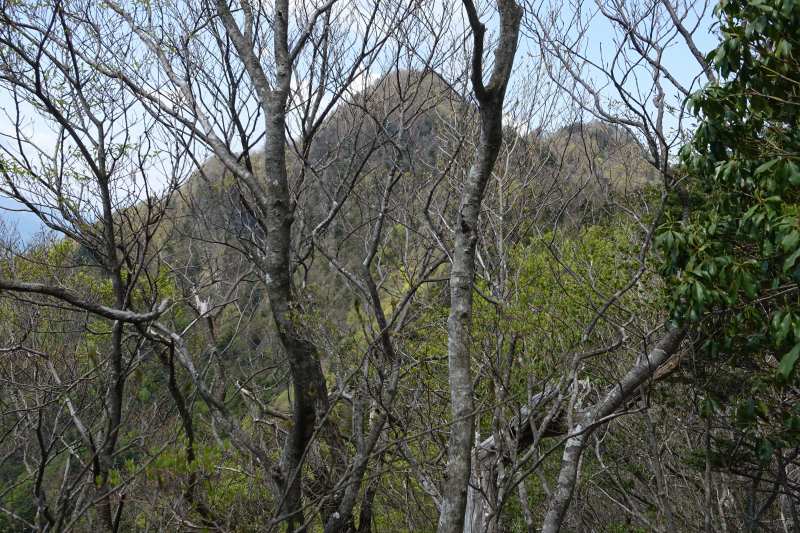 木々の隙間から見える十二ヶ岳