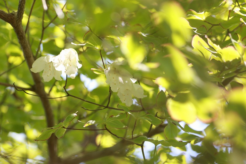 1228_シロヤシオの花