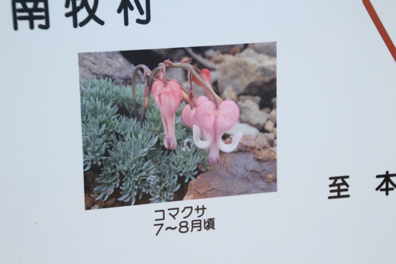 硫黄岳案内板のコマクサ