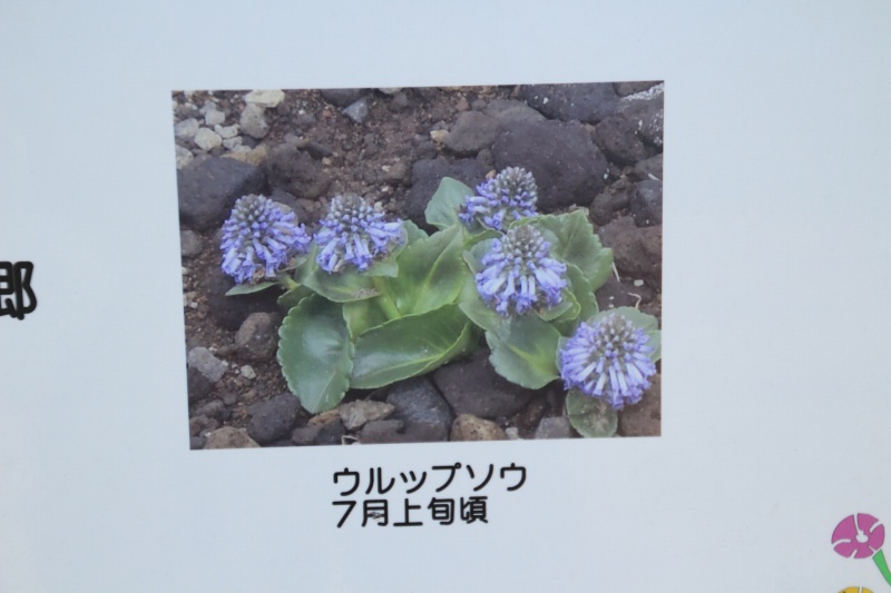 硫黄岳案内板のウルップソウ
