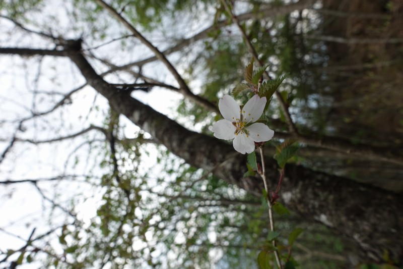 山桜