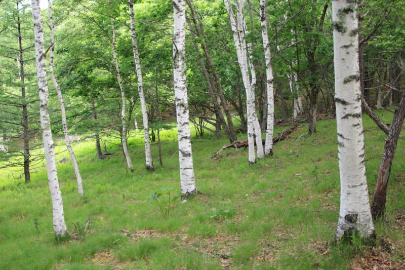 白樺の樹林帯