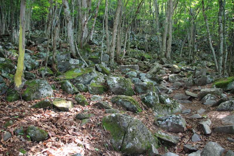 奥秩父っぽくなってきた登山道
