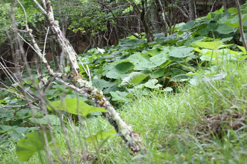 マルバダケブキの群生