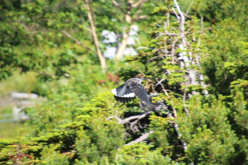飛び立つホシガラス