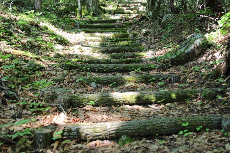 緑の登山道