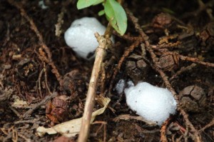 アワフキムシの幼虫の巣
