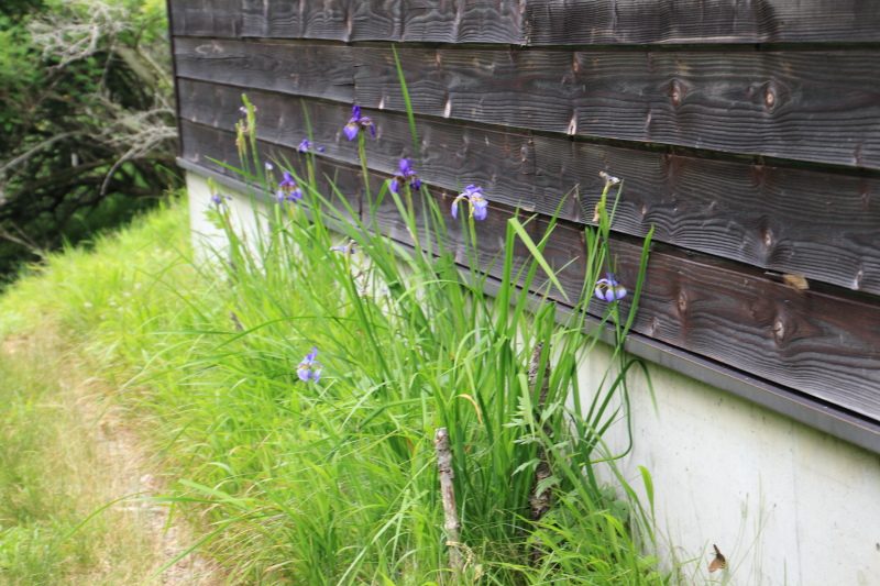 ほこら小屋の脇に咲くアヤメ