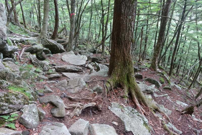 少し緩やかになってきた下山道